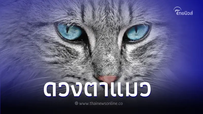 รู้หรือไม่! ดวงตาของแมวมีกี่สี อะไรบ้าง รู้หรือไม่! ดวงตาของแมวมีกี่สี อะไรบ้าง