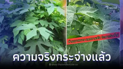 ความจริงเปิดเผย "ผักไชยา" ต้านเบาหวาน ลดความดัน รักษาเกาต์ หมอชี้แจงแล้ว