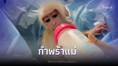 สถานีเพาะเลี้ยงสัตว์ป่าพังงารับลูกลิงเสนมาดูแล หลังแม่ถูกฆ่าตาย