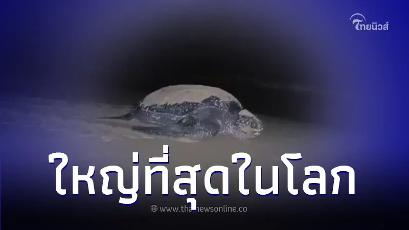 ทำความรู้จัก "เต่ามะเฟือง" เต่าที่มีขนาดใหญ่ที่สุดในโลก