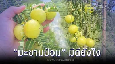 "มะขามป้อม" รสซี๊ดซ๊าด ลูกเล็กประโยชน์เพียบ ไม่ได้มีดีแค่ความแซ่บ