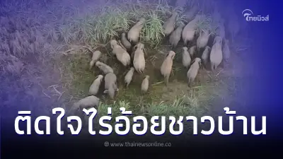 ตะลึง! "โขลงช้างป่า" บุกไร่อ้อยเกษตรกร ชาวบ้านโอด ได้รับความเสียหายหนัก ตะลึง! "โขลงช้างป่า" บุกไร่อ้อยเกษตรกร ชาวบ้านโอด ได้รับความเสียหายหนัก