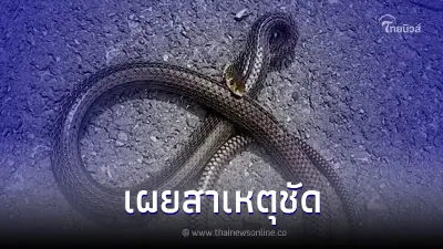 ผู้เชี่ยวชาญ ช่วยไขข้อสงสัย ทำไมงูถึงคิดสั้นกัดตัวเองดับ ผู้เชี่ยวชาญ ช่วยไขข้อสงสัย ทำไมงูถึงคิดสั้นกัดตัวเองดับ