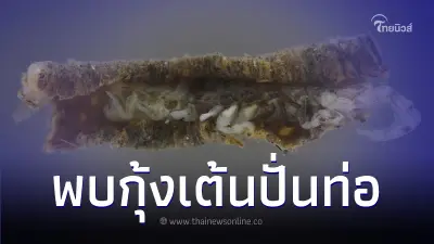 นักวิจัย มก. เผยข่าวดี พบ "กุ้งเต้นปั่นท่อ" ชนิดใหม่บริเวณแม่น้ำแม่กลอง นักวิจัย มก. เผยข่าวดี พบ "กุ้งเต้นปั่นท่อ" ชนิดใหม่บริเวณแม่น้ำแม่กลอง