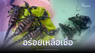 ชวนเปิบไม่พิศดาร "แมงป่องทอด" กรอบๆกำลังดี เหยาะซอสนิดหน่อย อร่อยเกินคาด