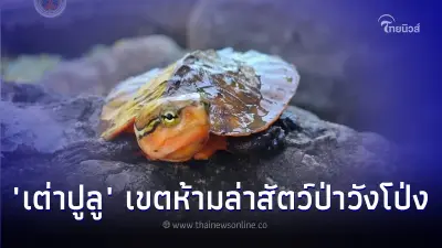 เต่าปูลู เขตห้ามล่าสัตว์ป่าวังโป่ง-ชนแดน เต่าปูลู เขตห้ามล่าสัตว์ป่าวังโป่ง-ชนแดน