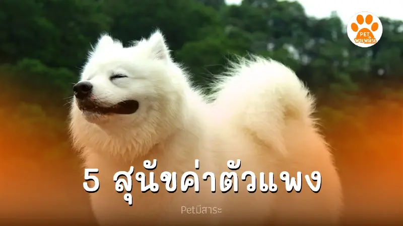 5 อันดับ สุนัขราคาแพง แต่ละตัวสตอรี่สมราคา 5 อันดับ สุนัขราคาแพง แต่ละตัวสตอรี่สมราคา