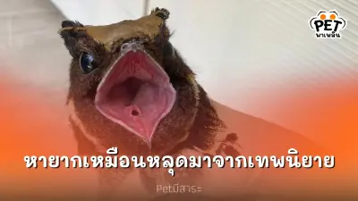 นกตบยุงยักษ์ นกสุดหายากเหมือนหลุดมาจากเทพนิยาย