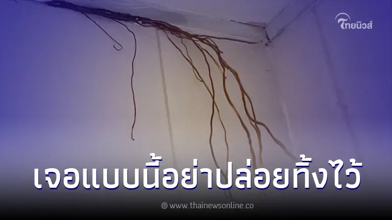 กระจ่างแล้ว รากไม้ปริศนาโผล่ที่เพดานห้องน้ำ ปล่อยทิ้งไว้อาจเสี่ยงบ้านพัง