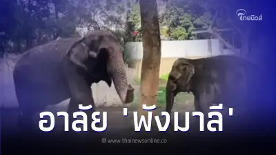ล้มแล้ว พังมาลี ช้างที่เศร้าที่สุดในโลก หลังอยู่โดดเดี่ยวมาเกือบทั้งชีวิต