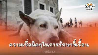 ความเชื่อที่ผิดๆกับการรักษาขี้เรื้อน ความเชื่อที่ผิดๆกับการรักษาขี้เรื้อน