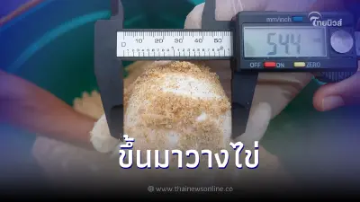 เปิดภาพแม่เต่ามะเฟืองกำลังเดินกลับสู่ทะเลหลังขึ้นมาวางไข่ เปิดภาพแม่เต่ามะเฟืองกำลังเดินกลับสู่ทะเลหลังขึ้นมาวางไข่