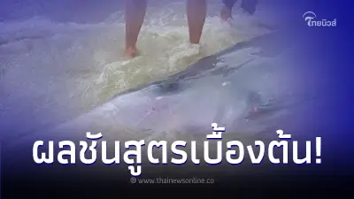 ผลชันสูตรเบื้องต้น "วาฬเบลนวิลล์" สัตว์ทะเลหายาก เศร้ายื้อชีวิตไว้ไม่ไหว