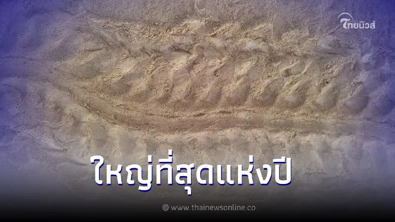 เปิดภาพแม่เต่ามะเฟืองที่ใหญ่ที่สุดแห่งปีขึ้นมาวางไข่ เปิดภาพแม่เต่ามะเฟืองที่ใหญ่ที่สุดแห่งปีขึ้นมาวางไข่