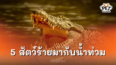 5 สัตว์ร้ายที่มากับน้ำท่วม ที่คุณต้องควรระวัง