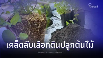 มือใหม่ควรรู้ เคล็ดลับเลือกดินปลูกต้นไม้ง่ายๆ ได้ดอกผลงามไม่แห้งเหี่ยว มือใหม่ควรรู้ เคล็ดลับเลือกดินปลูกต้นไม้ง่ายๆ ได้ดอกผลงามไม่แห้งเหี่ยว