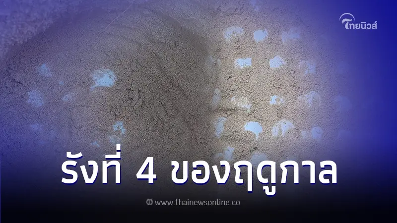 "แม่เต่ามะเฟือง" มาตามนัด ขึ้นมาวางไข่เป็นรังที่ 4 ของฤดูกาลนี้