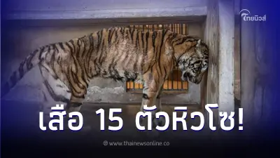 พิษโควิด! มูลนิธิเพื่อนสัตว์ป่าเข้าช่วย เสือ 15 ตัว หลังสวนสัตว์ปล่อยร้าง