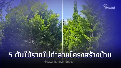 5 ต้นไม้ปลูกแล้วรากไม่ทำลายโครงสร้างบ้าน แถมให้ร่มเงาบังแดดได้ดี