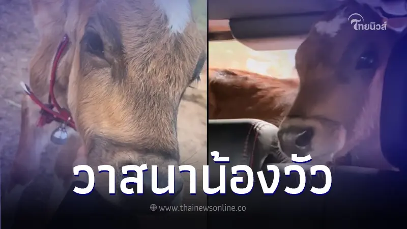 สาวไปเที่ยว แต่ดันไปเจอวัวน้อยไร้คนดูแล ทนสงสารไม่ไหว พานั่งเก๋งกลับบ้าน สาวไปเที่ยว แต่ดันไปเจอวัวน้อยไร้คนดูแล ทนสงสารไม่ไหว พานั่งเก๋งกลับบ้าน