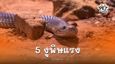 5 งูพิษ ในไทยที่ควรระวัง ถูกกัดเมื่อไหร่อันตรายถึงชีวิต 5 งูพิษ ในไทยที่ควรระวัง ถูกกัดเมื่อไหร่อันตรายถึงชีวิต