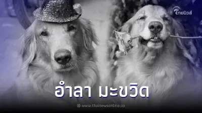 ทาสหมาเศร้า "มะขวิด" เซเลป 4 ขาแสนรู้ กลับดาวหมาแล้ว