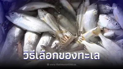 เคล็ดลับเลือกอาหารทะเล ดูสด-ไม่สดดูอย่างไร รู้ไว้ไม่ถูกเอาเปรียบ เคล็ดลับเลือกอาหารทะเล ดูสด-ไม่สดดูอย่างไร รู้ไว้ไม่ถูกเอาเปรียบ