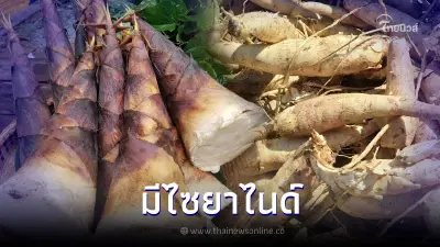 เตือน พืช 3 ชนิดมีไซยาไนด์ ระวัง ก่อนกินปรุงสุกให้ดี