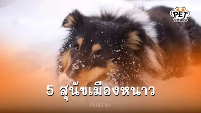 5 สุนัขเมืองหนาว หนาวพี่ไม่กลัว กลัวไม่หนาว