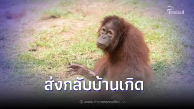 เตรียมส่งคืนลิงอุรังอุตัง 3 ตัว ของกลางคดีค้าสัตว์ป่าข้ามชาติ กลับอินโดฯ