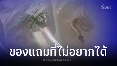 สาวหัวใจแทบวาย ซื้อผักสดจากตลาด สุดช็อกเจอของแถมตัวน้อยติดมาในถุงด้วย สาวหัวใจแทบวาย ซื้อผักสดจากตลาด สุดช็อกเจอของแถมตัวน้อยติดมาในถุงด้วย