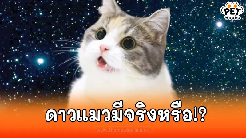 ดาราศาสตร์ ตอบชัด ดาวแมว ที่แท้มีจริงหรือสมมุติขึ้นมา!? ดาราศาสตร์ ตอบชัด ดาวแมว ที่แท้มีจริงหรือสมมุติขึ้นมา!?