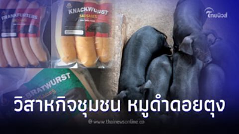 “หมูดำดอยตุง” วิสาหกิจชุมชน ยกระดับสินค้าปศุสัตว์ เสริมศักยภาพเกษตรกร