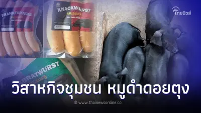 “หมูดำดอยตุง” วิสาหกิจชุมชน ยกระดับสินค้าปศุสัตว์ เสริมศักยภาพเกษตรกร “หมูดำดอยตุง” วิสาหกิจชุมชน ยกระดับสินค้าปศุสัตว์ เสริมศักยภาพเกษตรกร