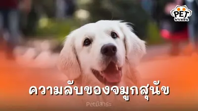 ความลับของจมูกสุนัข ที่คุณอาจไม่เคยรู้