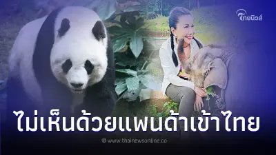 กัญจนา ชี้แพนด้าอยู่จีนดีกว่า ควรใช้เงินดูแลช้างไทย ไม่ควรใช้สัตว์เป็นทูต