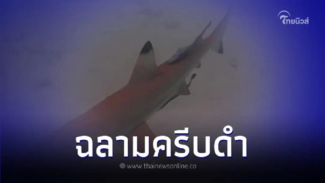 พบ "ฉลามครีบดำ" กว่า 100 ตัว ที่อ่าวมาหยา