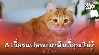 รวม 8 เรื่องแปลกแมวส้มที่คุณอาจจะเคยไม่รู้