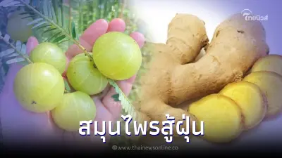 กรมแพทย์แผนไทยฯ เผย 4 ผัก-สมุนไพร สู้ฝุ่น PM2.5