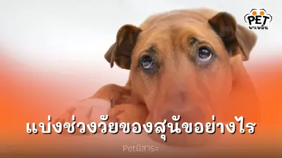 อายุของสุนัขแต่ละช่วงวัยแบ่งอย่างไร อายุของสุนัขแต่ละช่วงวัยแบ่งอย่างไร