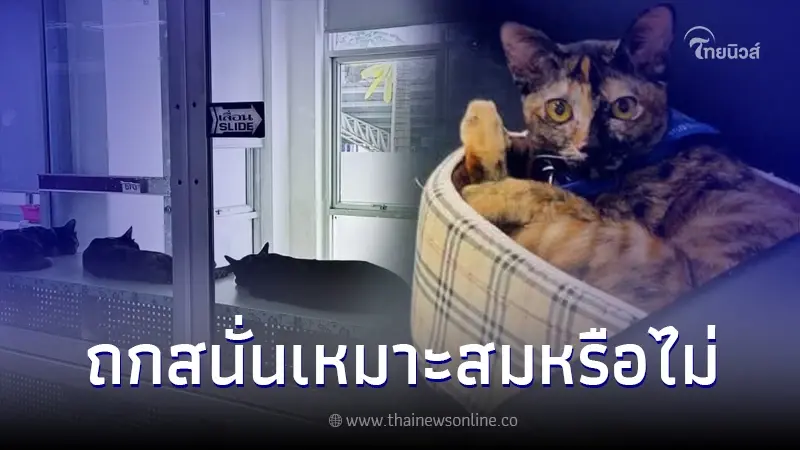 เพจดังแฉคณบดีสาว นำแมวตัวเองมาเลี้ยงที่มหาวิทยาลัย เปิดแอร์ฉ่ำ กินไฟหลวง เพจดังแฉคณบดีสาว นำแมวตัวเองมาเลี้ยงที่มหาวิทยาลัย เปิดแอร์ฉ่ำ กินไฟหลวง
