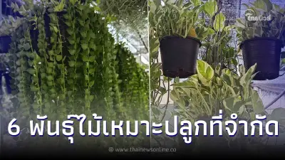 6 สายพันธุ์ไม้แขวน ที่เหมาะสำหรับปลูกในพื้นที่จำกัด