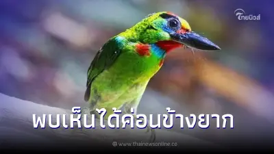 ทำความรู้จัก "นกโพระดกคางแดง" ชอบกินผลไม้เป็นหลัก