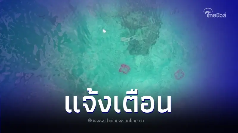 แจ้งเตือนพบแมงกะพรุนไฟสีชมพู จำนวนมากในพื้นที่เกาะรอก แจ้งเตือนพบแมงกะพรุนไฟสีชมพู จำนวนมากในพื้นที่เกาะรอก