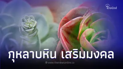 5 สายพันธุ์กุหลาบหิน เสริมมงคลดวงการเงิน
