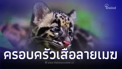 กล้องดักถ่ายบันทึกภาพ "ครอบครัวเสือลายเมฆ” กล้องดักถ่ายบันทึกภาพ "ครอบครัวเสือลายเมฆ”