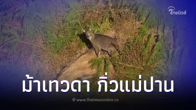ฮือฮา นักท่องเที่ยว เจอ "ม้าเทวดา" สัตว์หายาก โผล่ให้เห็นโดยบังเอิญ ฮือฮา นักท่องเที่ยว เจอ "ม้าเทวดา" สัตว์หายาก โผล่ให้เห็นโดยบังเอิญ