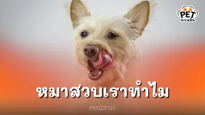 หมากัดเราทำไม ทำไมหมาถึงกัดเรา โดนกัดอันตรายแค่ไหน