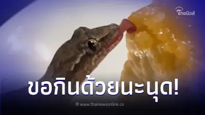 จิ้งจกน้อยเดินปีนขึ้นจาน แอบแย่งกินของหวานชิลล์ๆ เลียชิมอร่อยเลย