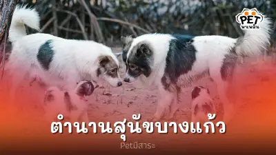 ตำนานสุนัขไทยบางแก้ว สายพันธุ์เก่าแก่ของประเทศไทย ตำนานสุนัขไทยบางแก้ว สายพันธุ์เก่าแก่ของประเทศไทย